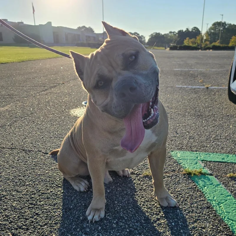 An adult large-sized male Yellow / Tan / Blond / Fawn Mixed Breed dog named StrayCountylineRoad for adoption in Columbus, GA