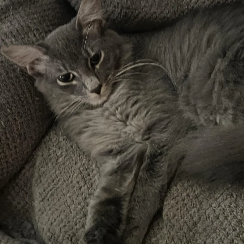 Lady Grey thumbnail 6