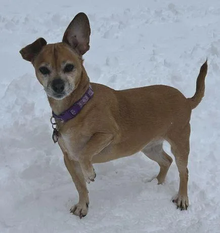 A senior medium-sized female Pug dog named Lily Nason for adoption in Boonton, NJ