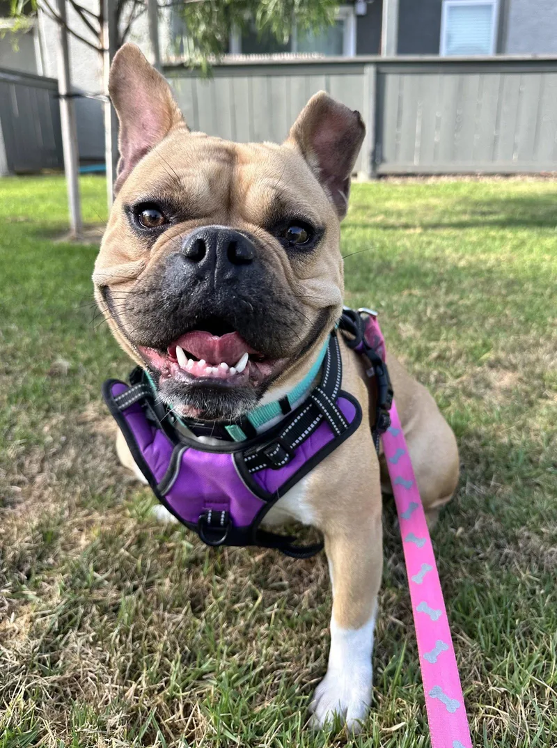 An adult medium-sized female English Bulldog dog named Bailey for adoption in Roseville, CA