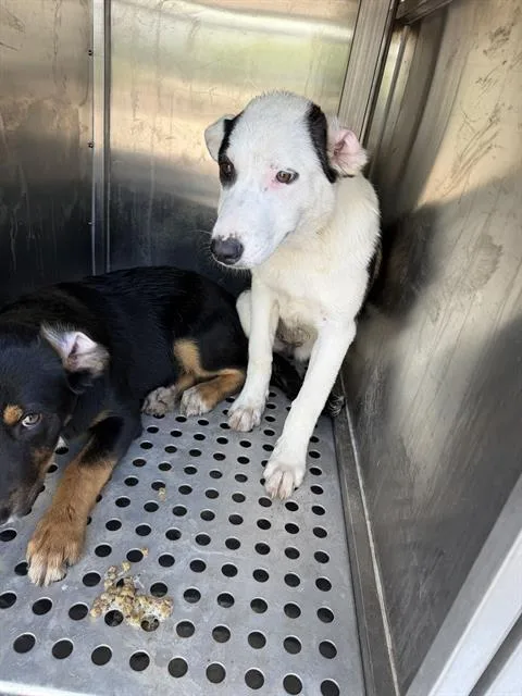 A baby medium-sized female Mixed Breed dog named Kate for adoption in Dallas, TX
