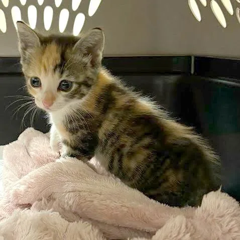 A baby small-sized female Orange / Red Domestic Short Hair cat named Two To Tango for adoption in Austin, TX