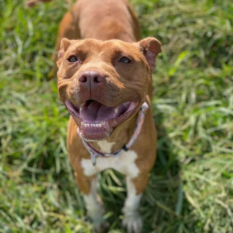 An adult medium-sized female Red / Chestnut / Orange Mixed Breed dog named Vivi for adoption in Atchison, KS