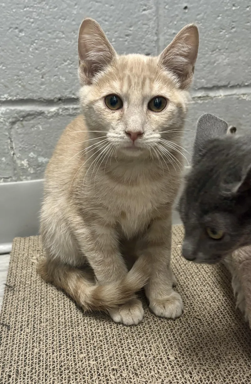 A baby medium-sized male Buff / Tan / Fawn Domestic Short Hair cat named Hypno for adoption in Bardstown, KY