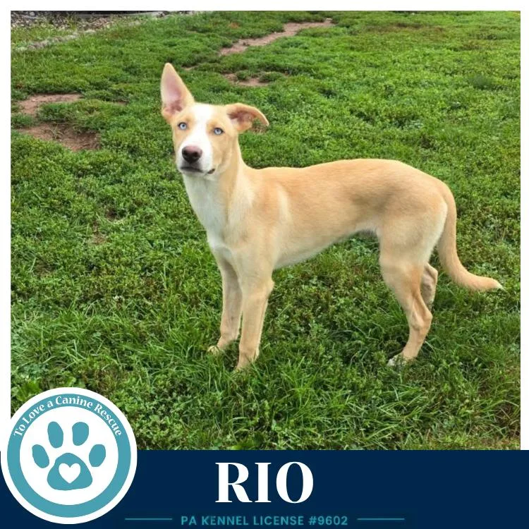 A baby medium-sized male Black Border Collie dog named Rio for adoption in Kimberton, PA