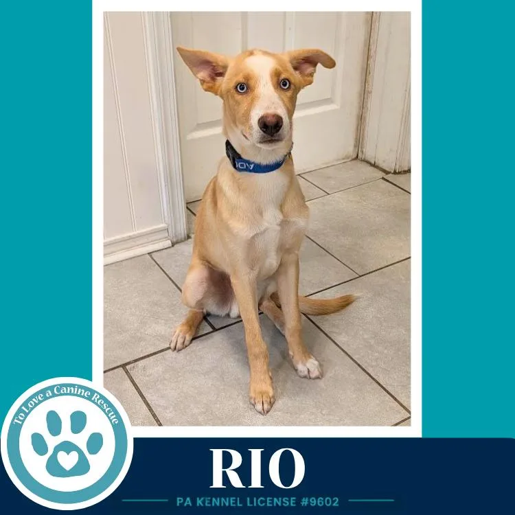 Rio thumbnail 2