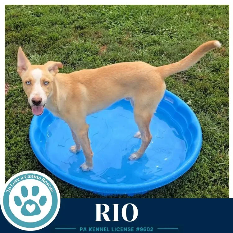 Rio thumbnail 3