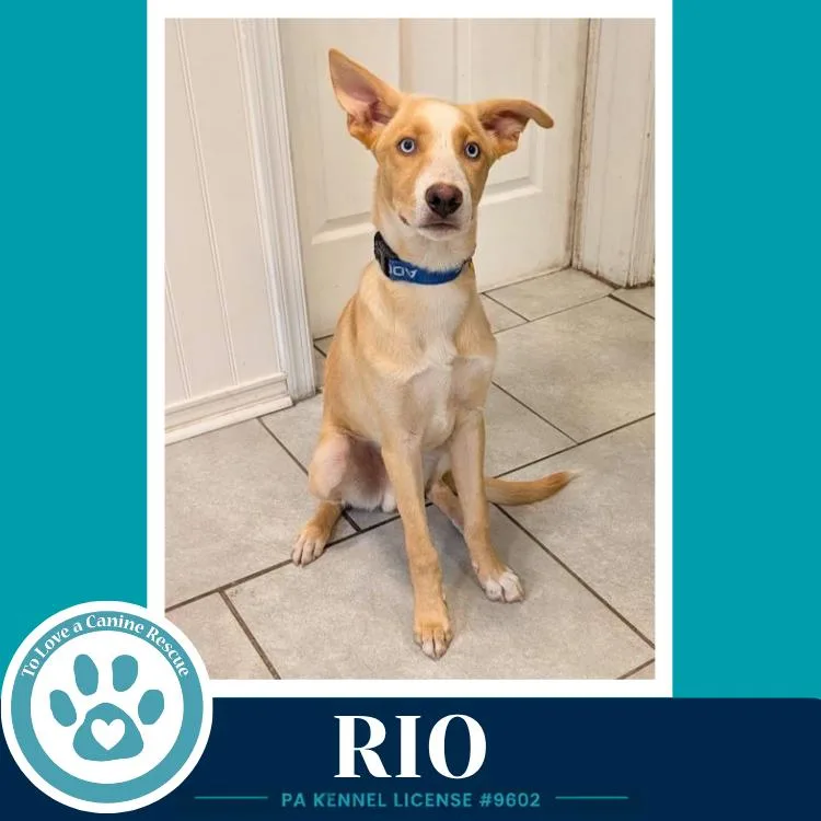 Rio thumbnail 4