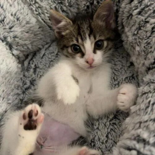 A baby small-sized female Domestic Short Hair cat named Jolene for adoption in Tampa, FL