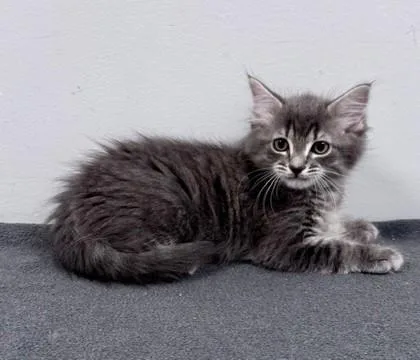 A baby small-sized female Gray & White Domestic Short Hair cat named Martes for adoption in Bishop, GA