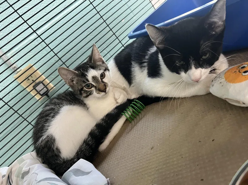 A baby medium-sized male Black & White / Tuxedo Domestic Short Hair cat named Batman for adoption in Trenton, NJ