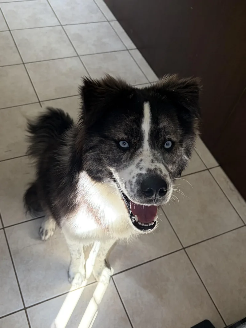 Charlie thumbnail 6