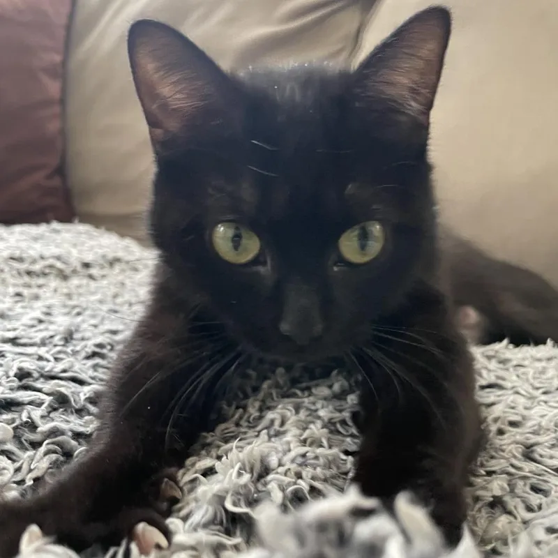 An adult small-sized female Black Domestic Short Hair cat named Druid for adoption in Evanston, IL