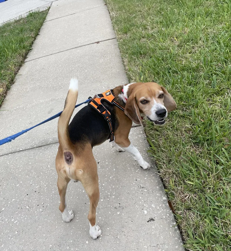 An adult medium-sized male Beagle dog named Bagel Scout for adoption in Tampa, FL