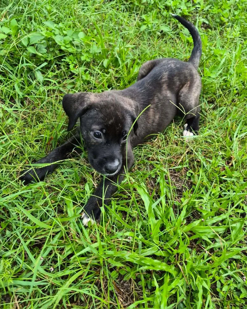 A baby large-sized female Anatolian Shepherd dog named Elsa for adoption in Sanford, FL