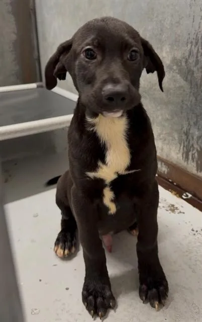 A baby small-sized male Rhodesian Ridgeback dog named Drax for adoption in Conroe, TX