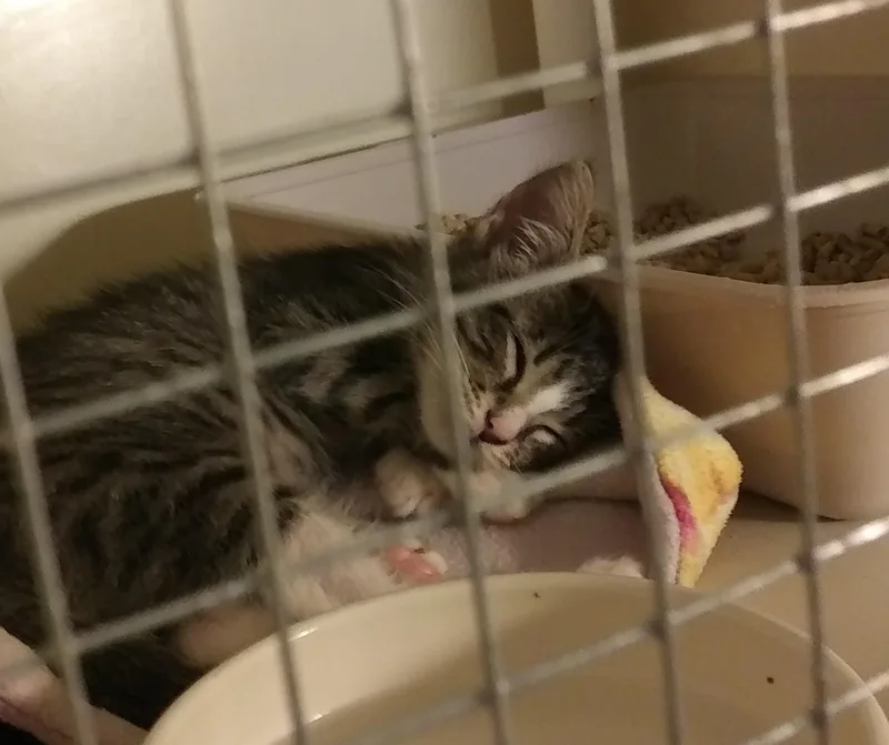 A baby medium-sized male Tabby (Buff / Tan / Fawn) Domestic Short Hair cat named Pal for adoption in Port Wentworth, GA