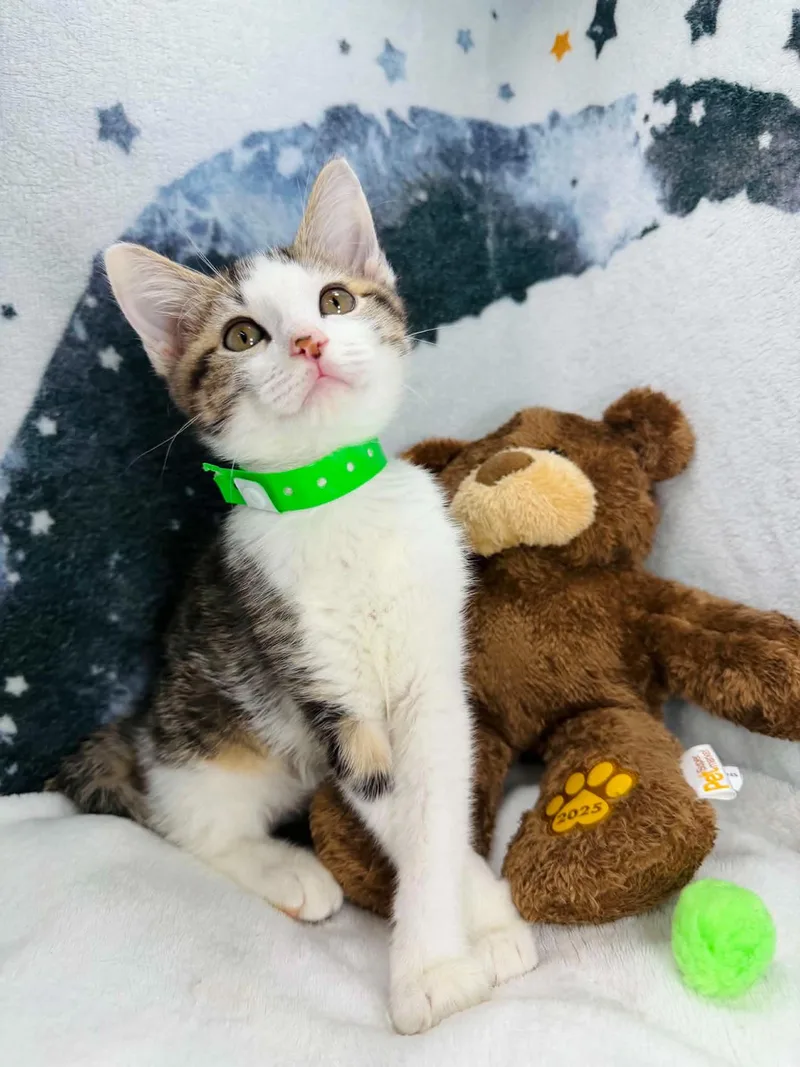 A young medium-sized female Calico Domestic Short Hair cat named Peace for adoption in Tavares, FL