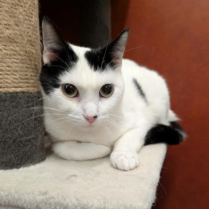 An adult medium-sized female White Domestic Short Hair cat named Orca for adoption in Rochester, MN