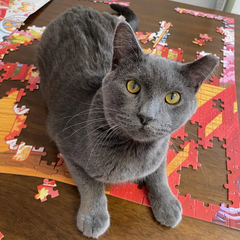 A young medium-sized male Gray / Blue / Silver Domestic Short Hair cat named Tango for adoption in Wheeling, IL
