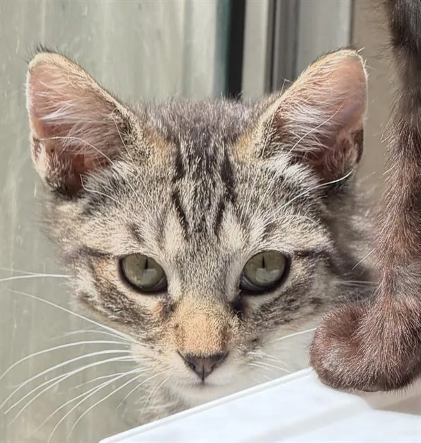 A baby small-sized male Domestic Short Hair cat named Winchester for adoption in Camarillo, CA