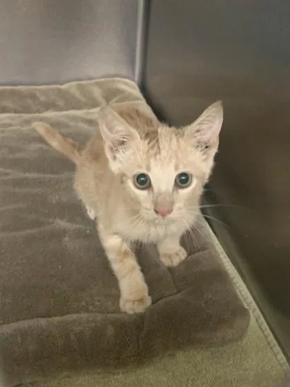 A young small-sized female Domestic Short Hair cat named Jiffy for adoption in Conway, AR