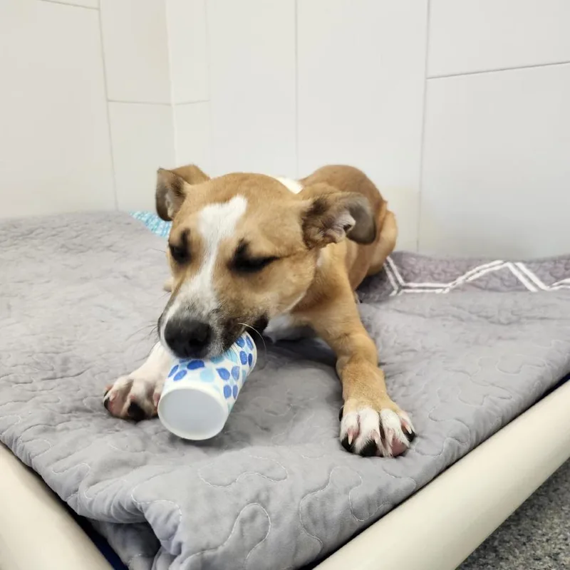 A baby small-sized female Yellow / Tan / Blond / Fawn German Shepherd Dog dog named Eggroll for adoption in Greenville, SC