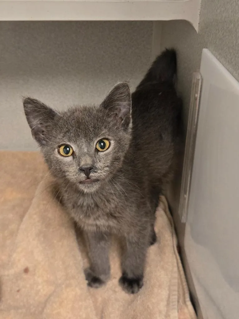 A baby large-sized male Domestic Short Hair cat named Mandarin for adoption in Viroqua, WI