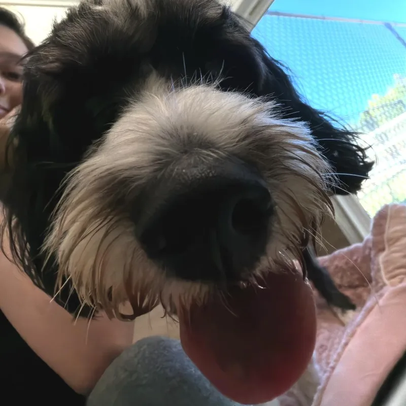 An adult medium-sized female Black Poodle dog named Nami for adoption in Chapel Hill, NC