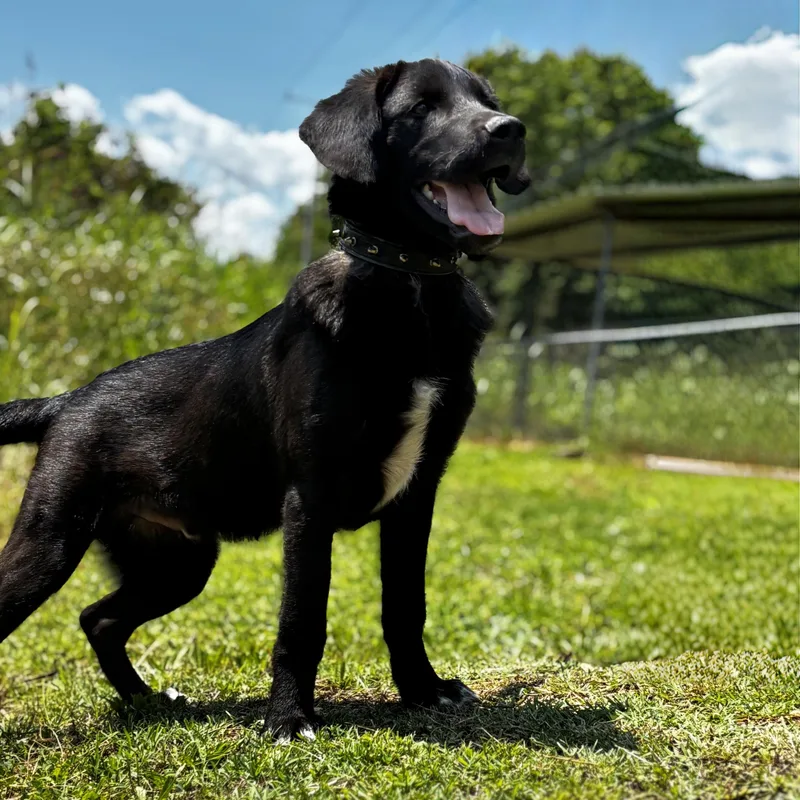 A baby medium-sized male Black German Shepherd Dog dog named River for adoption in CLARKSVILLE, TN