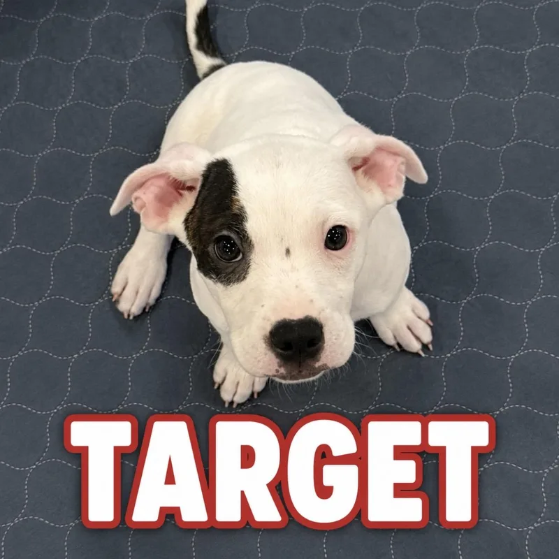 A young medium-sized male White / Cream Terrier dog named Target for adoption in Pilot Point, TX