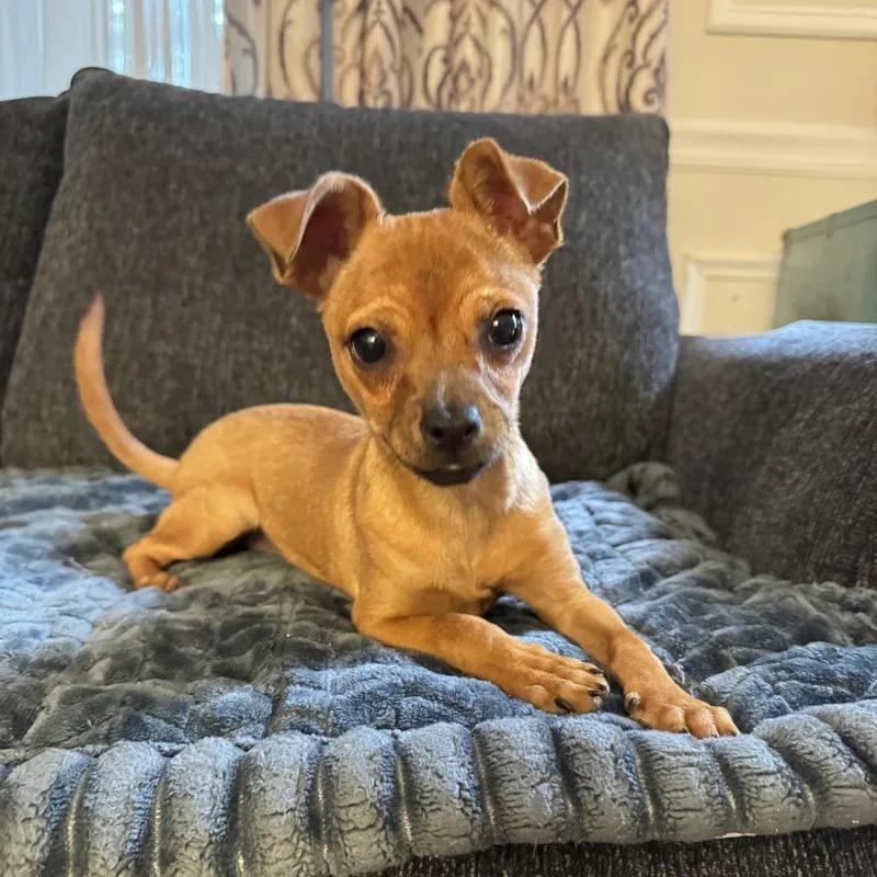 A baby small-sized female Chihuahua dog named Taco for adoption in Rockville, MD