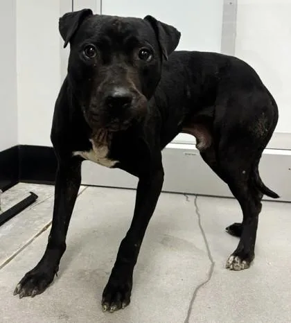 An adult large-sized male Mixed Breed dog named Tucker FKA for adoption in West Chester, PA