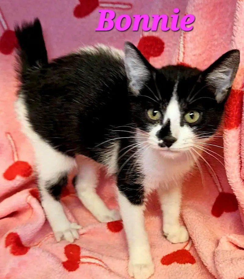 Bonnie thumbnail 2