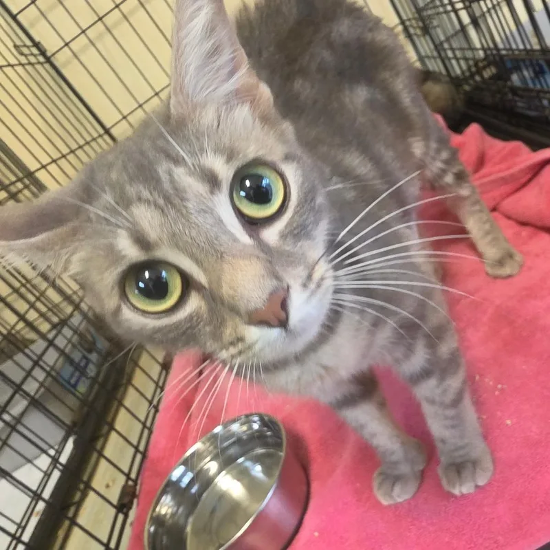 An adult medium-sized female Gray / Blue / Silver American Shorthair cat named Delta Dawn for adoption in Melrose, FL