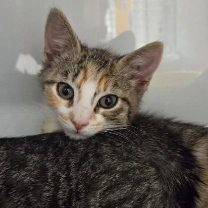 A baby small-sized female Domestic Short Hair cat named Sophia for adoption in Voorhees, NJ