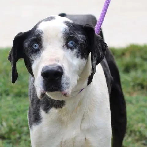 A senior large-sized male Black Great Dane dog named Grandpa Leonard for adoption in Fredericksburg, VA