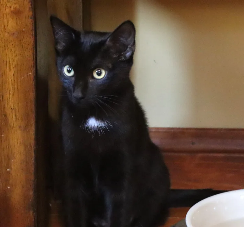 A young medium-sized female Domestic Short Hair cat named Maya for adoption in San Diego, CA