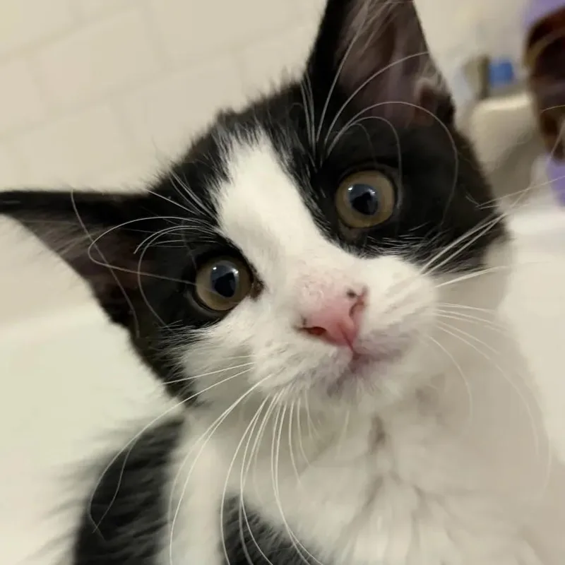 A baby small-sized female Black & White / Tuxedo Domestic Long Hair cat named Cindy for adoption in Weehawken, NJ