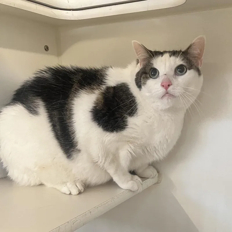 A senior extra large-sized male Domestic Short Hair cat named Wilbur for adoption in Hinsdale, IL