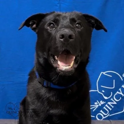 An adult large-sized male Black Labrador Retriever dog named Jackson for adoption in Quincy, IL