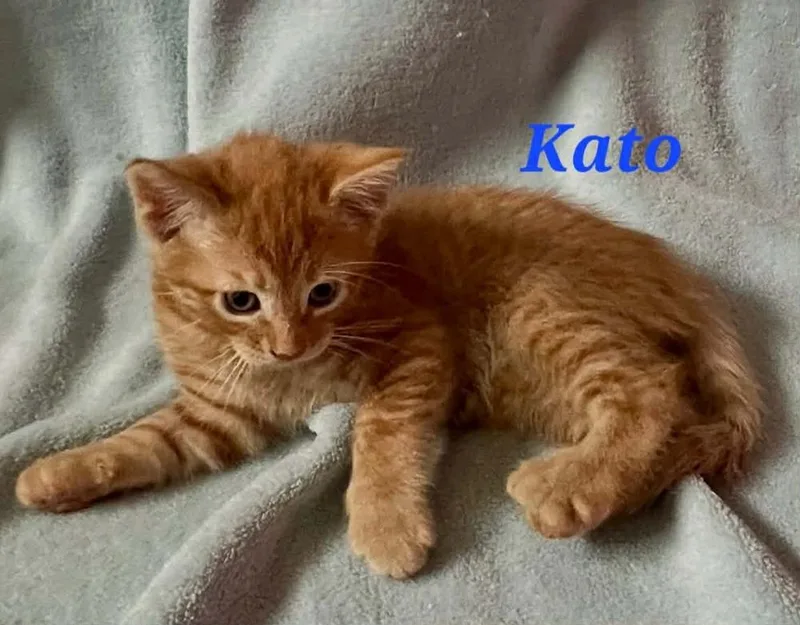 A baby small-sized male Orange & White Domestic Short Hair cat named Kato for adoption in New Cumberland, WV