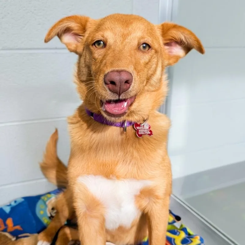 A young medium-sized female Brown / Chocolate Mixed Breed dog named Serena for adoption in Wheeling, IL