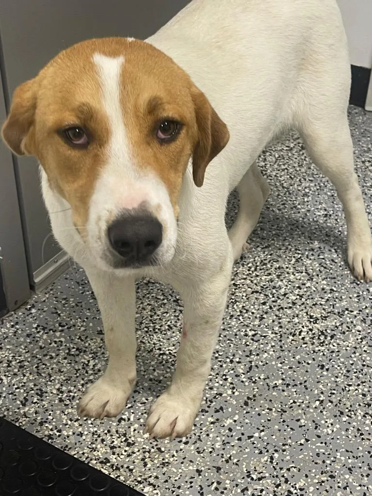 A young medium-sized female Labrador Retriever dog named Zelda for adoption in Seven Points, TX