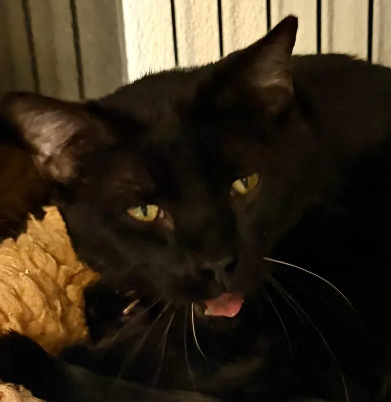 An adult medium-sized male Black Domestic Short Hair cat named Bonzai for adoption in Southbury, CT