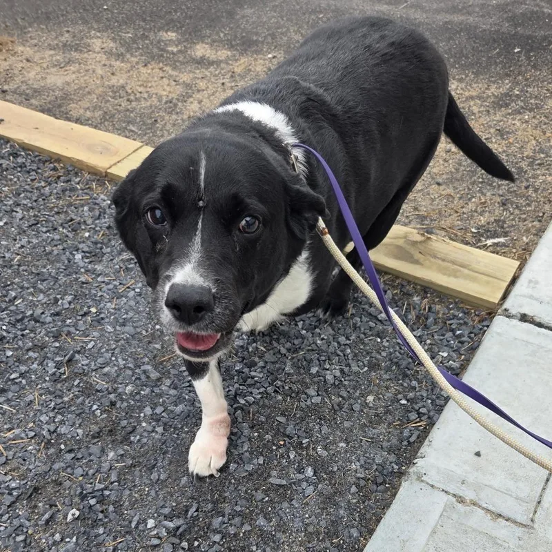 Cleopatra thumbnail 2