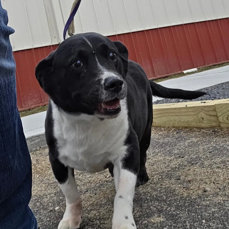 Cleopatra thumbnail 5