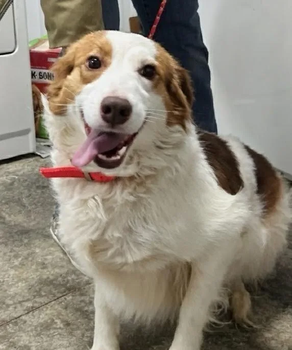 A young medium-sized female Bicolor Australian Shepherd dog named Hazel for adoption in Scottsburg, IN