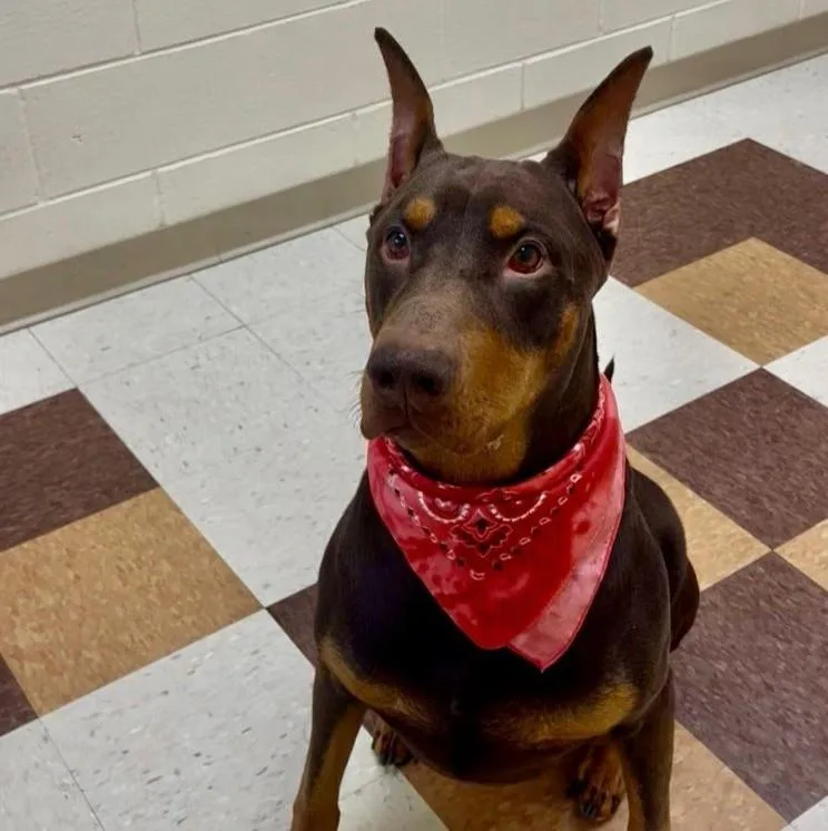 An adult large-sized male Doberman Pinscher dog named Chuco for adoption in Barrington, IL