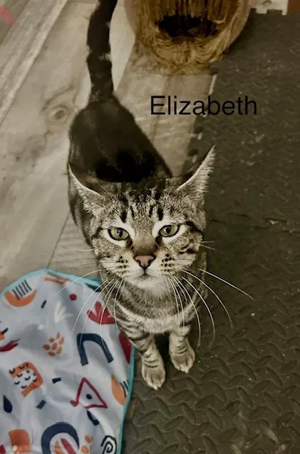Elizabeth thumbnail 2